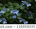 Hydrangea wet in the rain 116958335