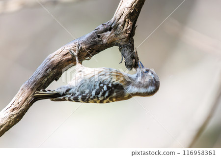 Cute Japanese Pygmy Woodpecker (Picidae). Koishikawa Botanical Garden, Bunkyo-ku, Tokyo - March 2024 116958361