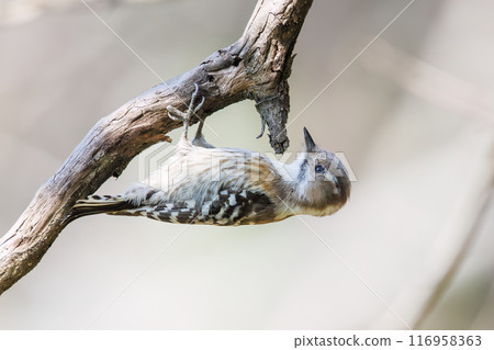 可愛的啄木鳥(啄木鳥家族)。東京都文京區小石川植物園 - 2024 年 3 月 可愛的啄木鳥(啄木鳥家族)。東京都文京區小石川植物園 - 2024 年 3 月 116958363