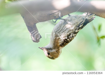 可愛的啄木鳥(啄木鳥家族)。東京都文京區小石川植物園 - 2024 年 3 月 可愛的啄木鳥(啄木鳥家族)。東京都文京區小石川植物園 - 2024 年 3 月 116958364
