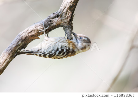 可愛的啄木鳥(啄木鳥家族)。東京都文京區小石川植物園 - 2024 年 3 月 可愛的啄木鳥(啄木鳥家族)。東京都文京區小石川植物園 - 2024 年 3 月 116958365