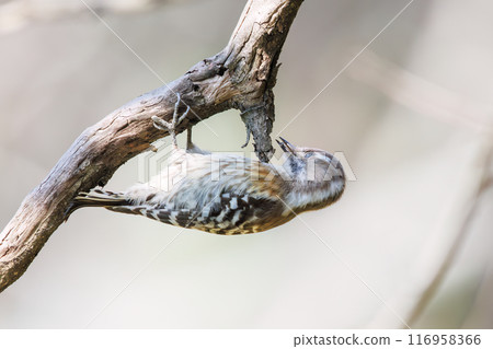 可愛的啄木鳥(啄木鳥家族)。東京都文京區小石川植物園 - 2024 年 3 月 可愛的啄木鳥(啄木鳥家族)。東京都文京區小石川植物園 - 2024 年 3 月 116958366