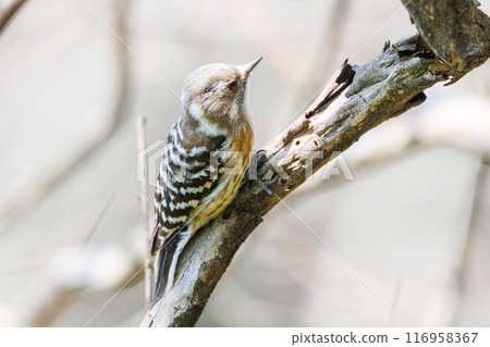可愛的啄木鳥(啄木鳥家族)。東京都文京區小石川植物園 - 2024 年 3 月 可愛的啄木鳥(啄木鳥家族)。東京都文京區小石川植物園 - 2024 年 3 月 116958367
