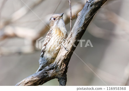 Cute Japanese Pygmy Woodpecker (Picidae). Koishikawa Botanical Garden, Bunkyo-ku, Tokyo - March 2024 116958368