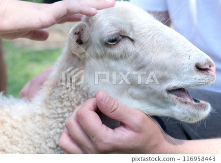 Man and child stroke sheep at contact zoo. Animals and therapy. Quality close up photo. Man and child stroke sheep at contact zoo. Animals and therapy. Quality close up photo. 116958443