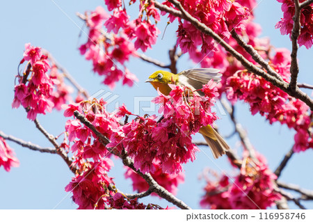 A cute Japanese white-eye (family: Metoptera) flies between beautiful Kanhizakura cherry blossoms and drinks nectar from them at Koishikawa Botanical Garden in Bunkyo Ward, Tokyo. A cute Japanese white-eye (family: Metoptera) flies between beautiful Kanhizakura cherry blossoms and drinks nectar from them at Koishikawa Botanical Garden in Bunkyo Ward, Tokyo. 116958746