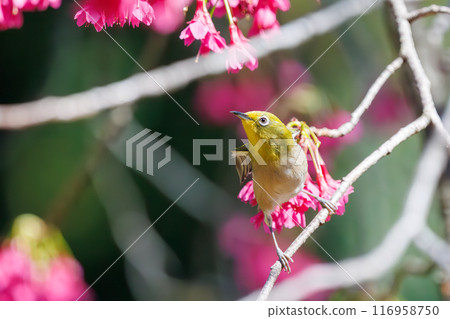 可愛的繡眼鳥（科：繡眼鳥科）在美麗的寒日櫻中飛翔，吮吸花中的花蜜。東京都文京區小石川植物園 116958750