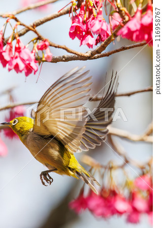 可愛的繡眼鳥（科：繡眼鳥科）在美麗的寒日櫻中飛翔，吮吸花中的花蜜。東京都文京區小石川植物園 116958767