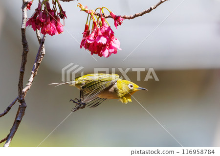 A cute Japanese white-eye (family: Metoptera) flies between beautiful Kanhizakura cherry blossoms and drinks nectar from them at Koishikawa Botanical Garden in Bunkyo Ward, Tokyo. A cute Japanese white-eye (family: Metoptera) flies between beautiful Kanhizakura cherry blossoms and drinks nectar from them at Koishikawa Botanical Garden in Bunkyo Ward, Tokyo. 116958784
