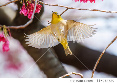 可愛的繡眼鳥(科:繡眼鳥科)在美麗的寒日櫻中飛翔,吮吸花中的花蜜。東京都文京區小石川植物園 可愛的繡眼鳥(科:繡眼鳥科)在美麗的寒日櫻中飛翔,吮吸花中的花蜜。東京都文京區小石川植物園 116958789