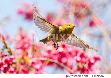 A cute Japanese white-eye (family: Metoptera) flies between beautiful Kanhizakura cherry blossoms and drinks nectar from them at Koishikawa Botanical Garden in Bunkyo Ward, Tokyo. A cute Japanese white-eye (family: Metoptera) flies between beautiful Kanhizakura cherry blossoms and drinks nectar from them at Koishikawa Botanical Garden in Bunkyo Ward, Tokyo. 116958792
