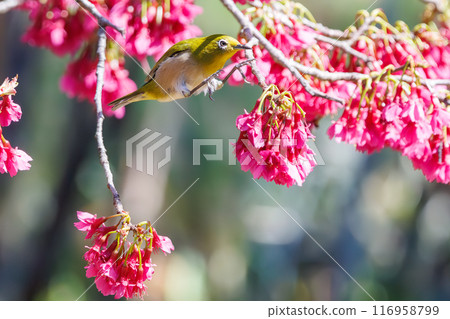 A cute Japanese white-eye (family: Metoptera) flies between beautiful Kanhizakura cherry blossoms and drinks nectar from them at Koishikawa Botanical Garden in Bunkyo Ward, Tokyo. 116958799