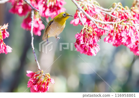 可愛的繡眼鳥（科：繡眼鳥科）在美麗的寒日櫻中飛翔，吮吸花中的花蜜。東京都文京區小石川植物園 116958801
