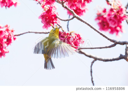 可愛的繡眼鳥（科：繡眼鳥科）在美麗的寒日櫻中飛翔，吮吸花中的花蜜。東京都文京區小石川植物園 116958806