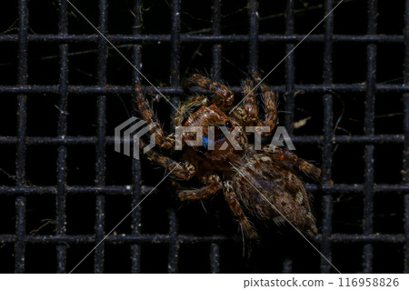 jumping spider macro close up on the black background in the nature jumping spider macro close up on the black background in the nature 116958826