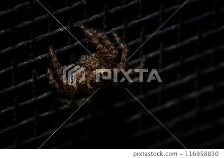 jumping spider macro close up on the black background in the nature jumping spider macro close up on the black background in the nature 116958830