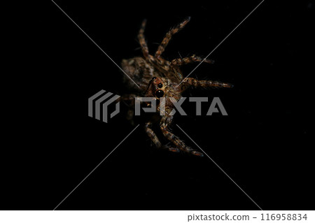 jumping spider macro close up on the black background in the nature jumping spider macro close up on the black background in the nature 116958834