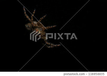 jumping spider macro close up on the black background in the nature 116958835