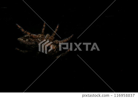 jumping spider macro close up on the black background in the nature 116958837