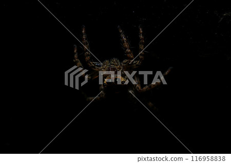 jumping spider macro close up on the black background in the nature jumping spider macro close up on the black background in the nature 116958838