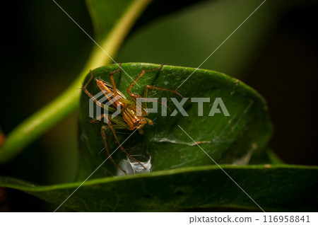 jumping spider macro close up on the black background in the nature 116958841