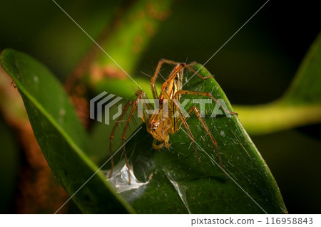 jumping spider macro close up on the black background in the nature jumping spider macro close up on the black background in the nature 116958843