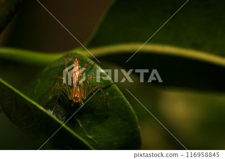 jumping spider macro close up on the black background in the nature 116958845