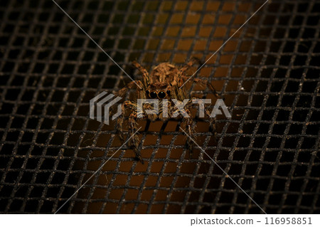 jumping spider macro close up on the black background in the nature 116958851