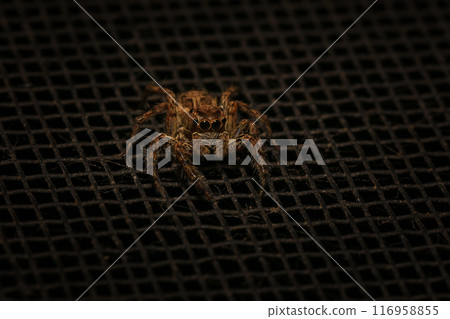 jumping spider macro close up on the black background in the nature jumping spider macro close up on the black background in the nature 116958855