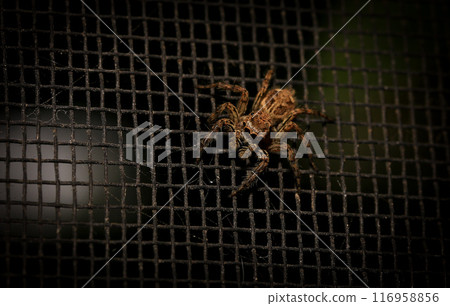 jumping spider macro close up on the black background in the nature 116958856