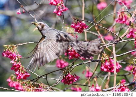 A beautiful brown-eared bulbul (family Pycnonotidae) flies between beautiful Kanhizakura cherry blossoms and drinks nectar from them. Koishikawa Botanical Garden, Bunkyo Ward, Tokyo A beautiful brown-eared bulbul (family Pycnonotidae) flies between beautiful Kanhizakura cherry blossoms and drinks nectar from them. Koishikawa Botanical Garden, Bunkyo Ward, Tokyo 116958878