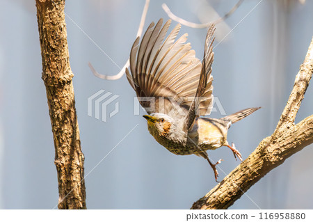 一隻美麗的棕耳鵯(Liberidae)在美麗的櫻花叢中飛翔,從花朵中吸取花蜜。東京都文京區小石川植物園 一隻美麗的棕耳鵯(Liberidae)在美麗的櫻花叢中飛翔,從花朵中吸取花蜜。東京都文京區小石川植物園 116958880