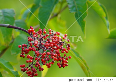 Elderberry red berries Elderberry red berries 116958937