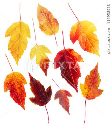 Set of yellow red autumn ash leaves on white isolated background. Design elements for autumn season. Organically natural plants Set of yellow red autumn ash leaves on white isolated background. Design elements for autumn season. Organically natural plants 116958938
