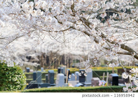 A cemetery where cherry blossoms bloom 116958942