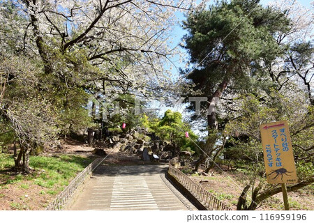 伊勢崎市華藏寺公園步道和盛開的櫻花 伊勢崎市華藏寺公園步道和盛開的櫻花 116959196