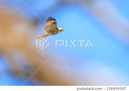 飛行中的美麗禿鷹（鷹科）。東京都文京區小石川植物園 - 2024 年 3 月 116959197