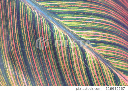 Leaf pattern Leaf pattern 116959267