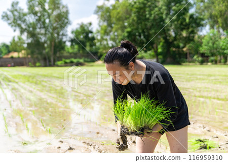 Amateur Asian man tests and tries to transplant rice seedlings in paddy rice field in the open sky day. Amateur Asian man tests and tries to transplant rice seedlings in paddy rice field in the open sky day. 116959310