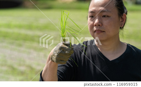 Amateur Asian man tests and tries to transplant rice seedlings in paddy rice field in the open sky day. 116959315