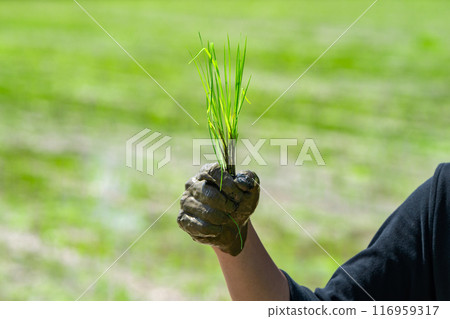 Close up to Asian man's hand hold the rice with mud on his hand for transplant rice seedlings in paddy rice. 116959317