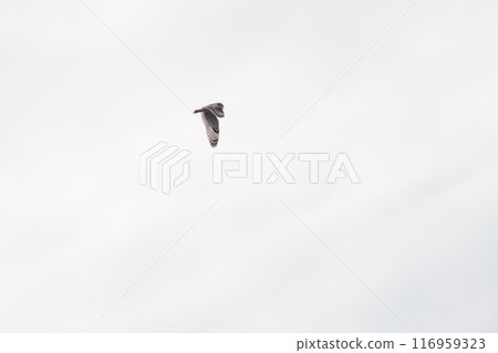 A beautiful short-eared owl (family Strigidae) flying over the reeds at dusk for hunting. Arakawa riverbed, Konosu city, Saitama prefecture - 2024 116959323
