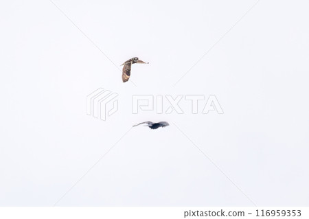 一隻美麗的短耳貓頭鷹（貓頭鷹科）在黃昏時飛行時與烏鴉打架。埼玉縣鴻巢市荒川河床 - 2024 116959353