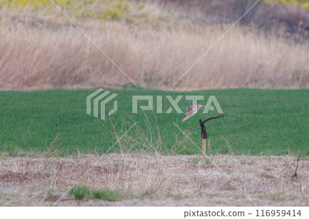 A beautiful short-eared owl (family Strigidae) flies out of a wheat field at dusk. Arakawa riverbed, Konosu City, Saitama Prefecture - March 2024 A beautiful short-eared owl (family Strigidae) flies out of a wheat field at dusk. Arakawa riverbed, Konosu City, Saitama Prefecture - March 2024 116959414