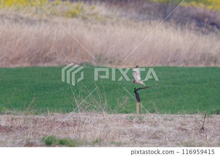 A beautiful short-eared owl (family Strigidae) flies out of a wheat field at dusk. Arakawa riverbed, Konosu City, Saitama Prefecture - March 2024 A beautiful short-eared owl (family Strigidae) flies out of a wheat field at dusk. Arakawa riverbed, Konosu City, Saitama Prefecture - March 2024 116959415