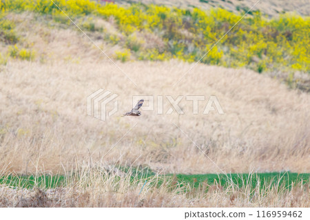 黃昏時分，一隻美麗的短耳貓頭鷹（貓頭鷹科）飛過油菜花田去捕獵。埼玉縣鴻巢市荒川河床 116959462