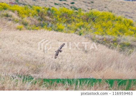 黃昏時分，一隻美麗的短耳貓頭鷹（貓頭鷹科）飛過油菜花田去捕獵。埼玉縣鴻巢市荒川河床 116959463