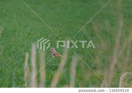 A beautiful short-eared owl (family Strigidae) resting on a branch in a wheat field at sunset. Arakawa riverbank, Konosu city, Saitama prefecture - March 2024 116959520