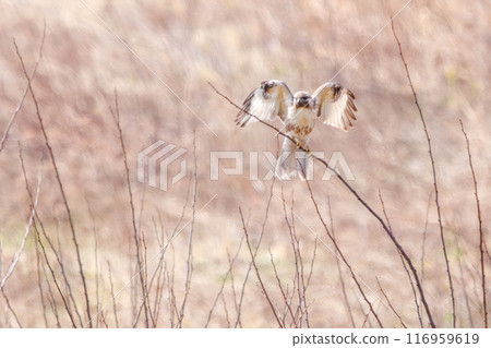 A beautiful buzzard (Accipitridae) jumping onto a branch. Tone River riverbed, Gunma Prefecture - March 2024 A beautiful buzzard (Accipitridae) jumping onto a branch. Tone River riverbed, Gunma Prefecture - March 2024 116959619