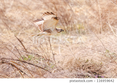 A beautiful buzzard (family Accipitridae) flies out from the reed bed. Tone River riverbed, Gunma Prefecture - March 2024 116959642